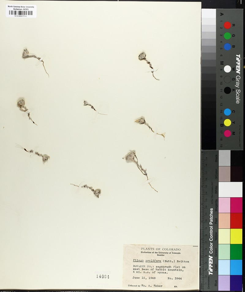 Filago prolifera photo 3