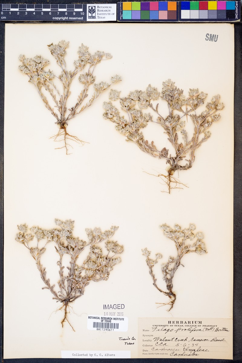 Filago prolifera photo 4