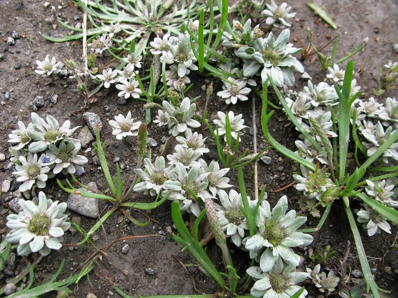 Filago pygmaea