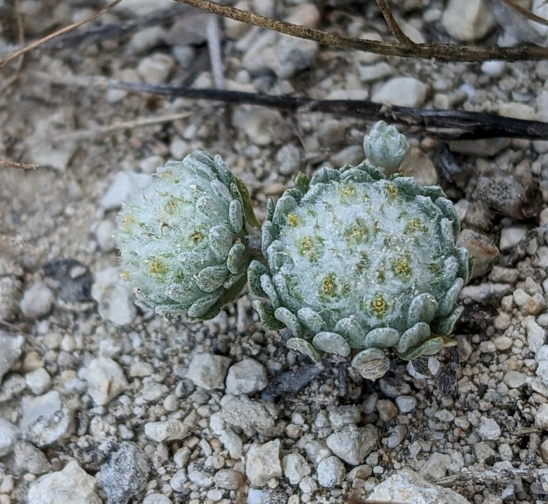 Filago pygmaea photo 2