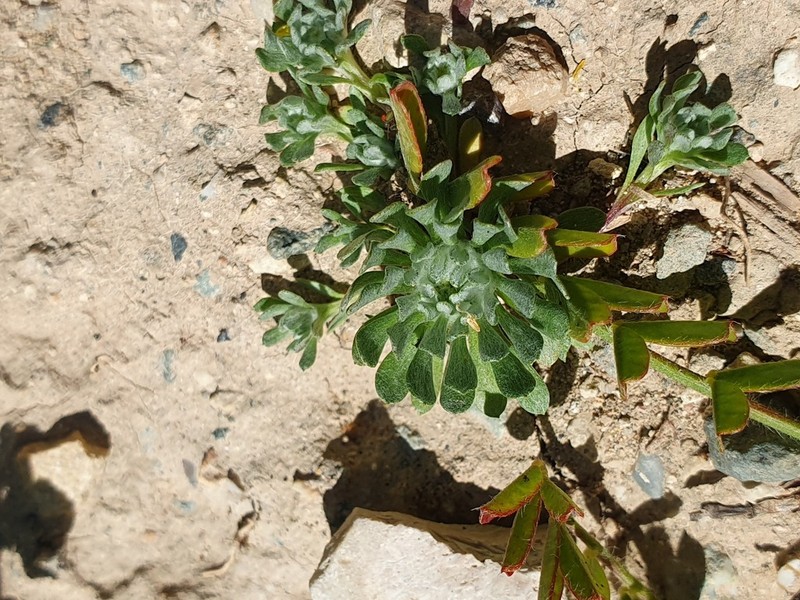 Filago pygmaea photo 3
