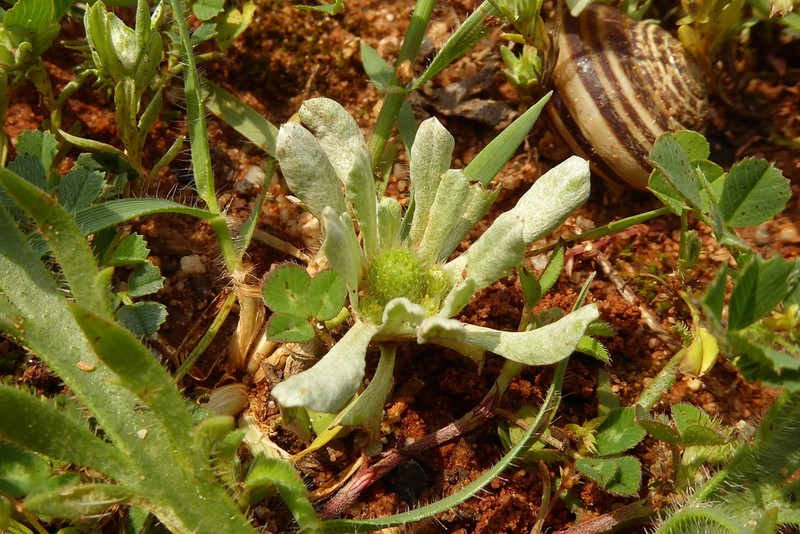 Filago pygmaea photo 4