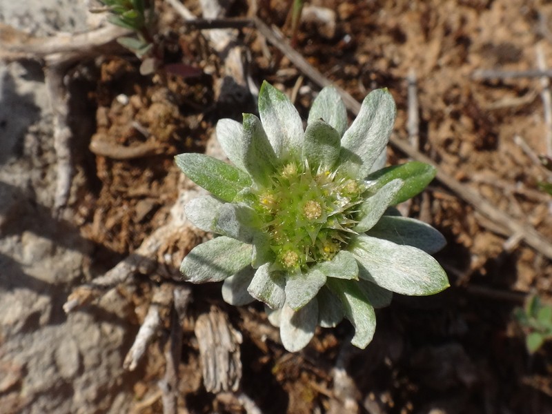 Filago pygmaea photo 5
