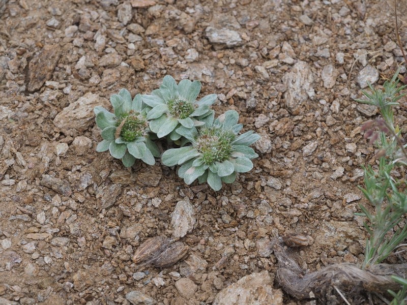 Filago pygmaea photo 6