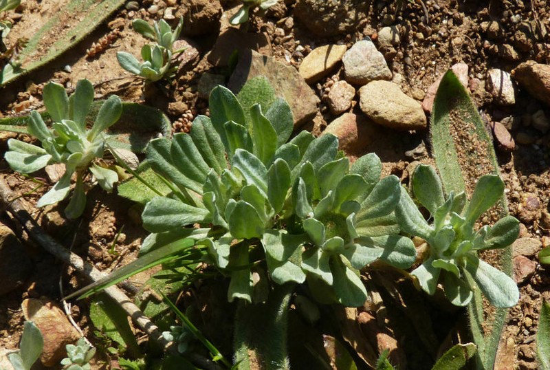 Filago pygmaea photo 7