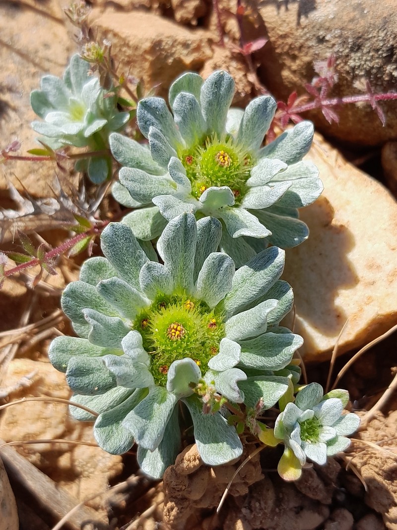 Filago pygmaea subsp. pygmaea