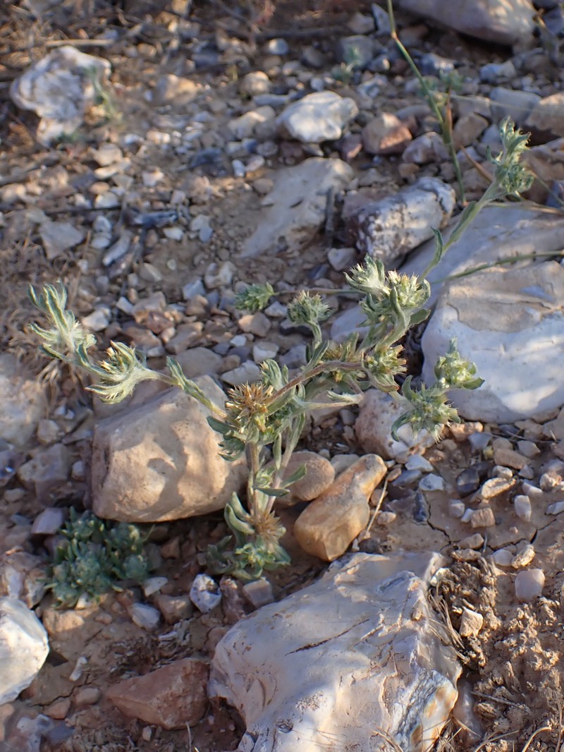 Broadleaf Cottonrose photo 2