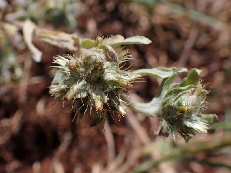 Broadleaf Cottonrose photo 3