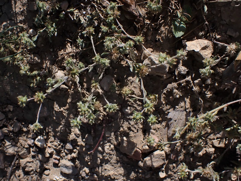 Broadleaf Cottonrose photo 4