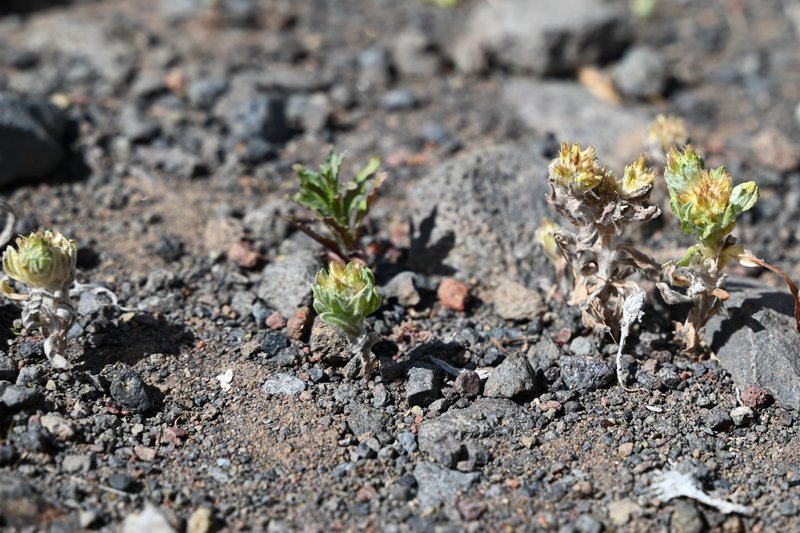 Broadleaf Cottonrose photo 5