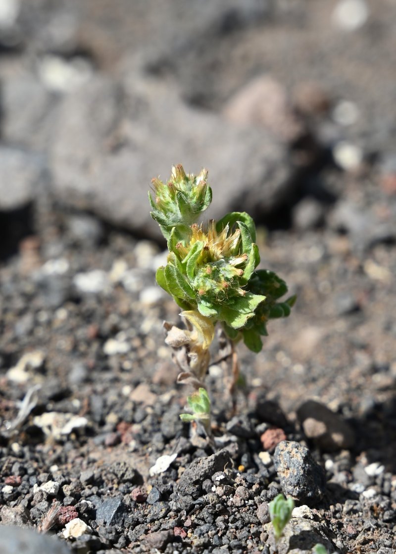 Broadleaf Cottonrose photo 6
