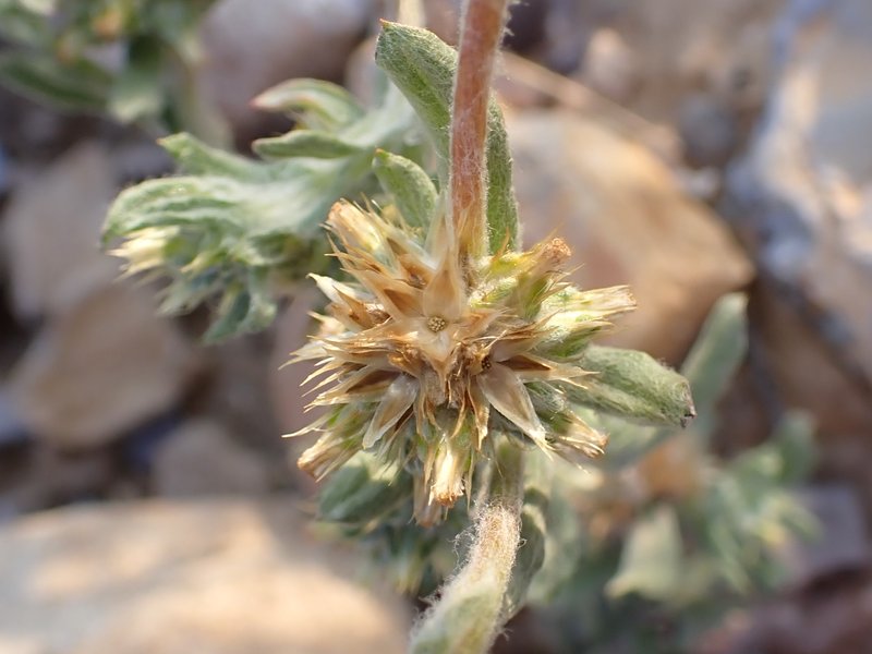 Broadleaf Cottonrose photo 7