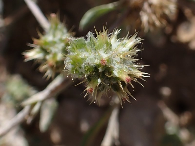 Broadleaf Cottonrose photo 8