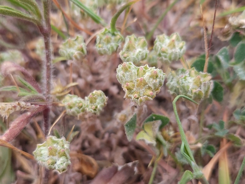 Filago ramosissima photo 2