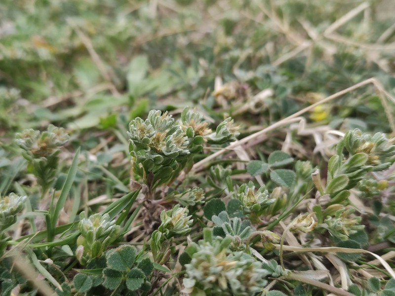 Filago ramosissima photo 3