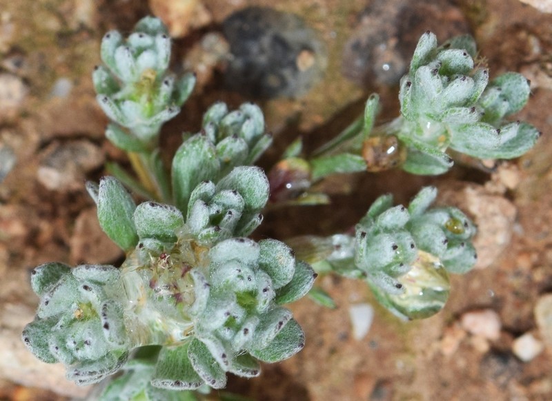 Filago ramosissima photo 4