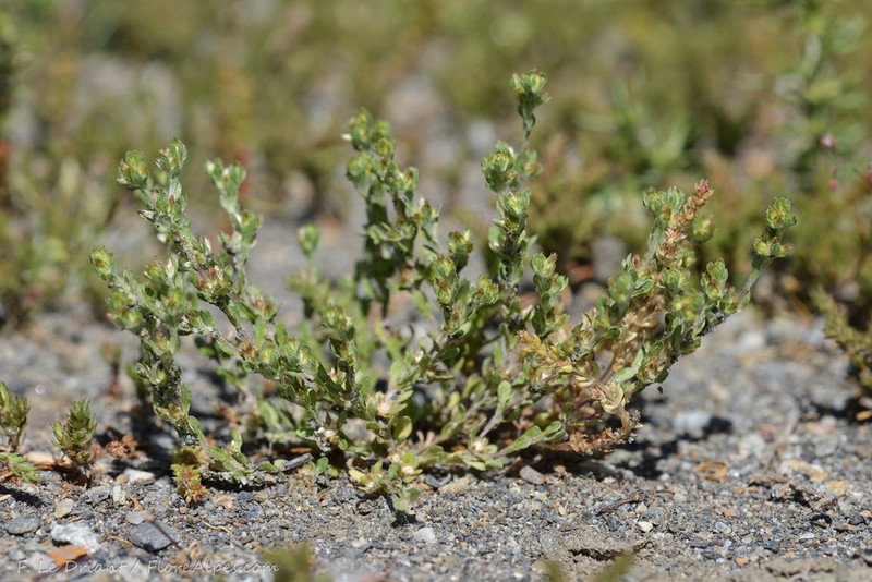Filago ramosissima photo 5