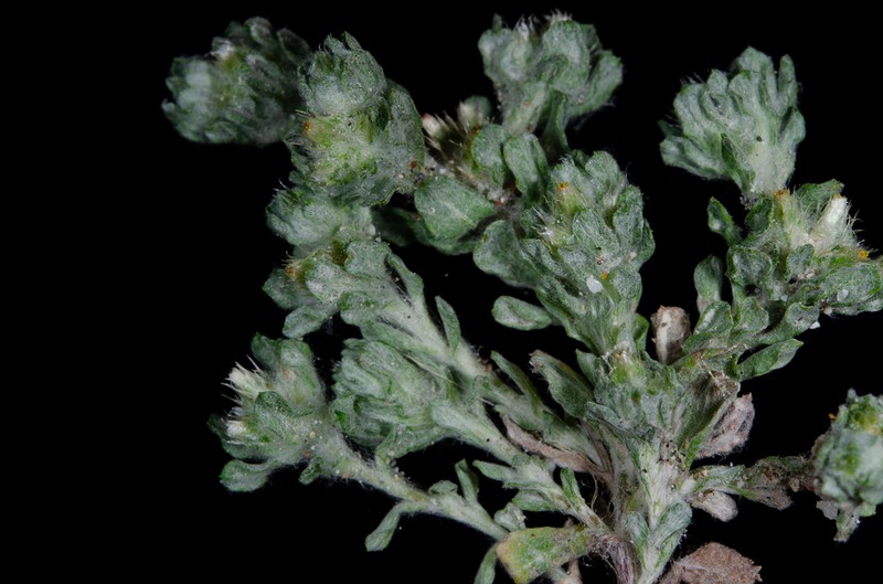Filago ramosissima photo 6