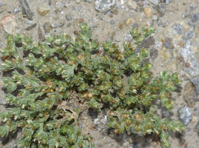 Filago ramosissima photo 7