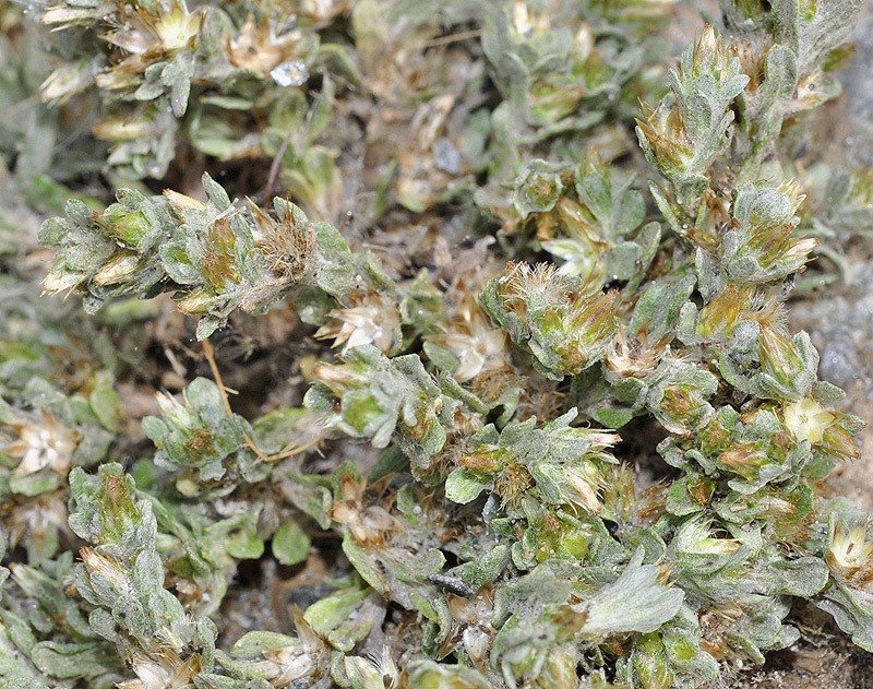 Filago ramosissima photo 8