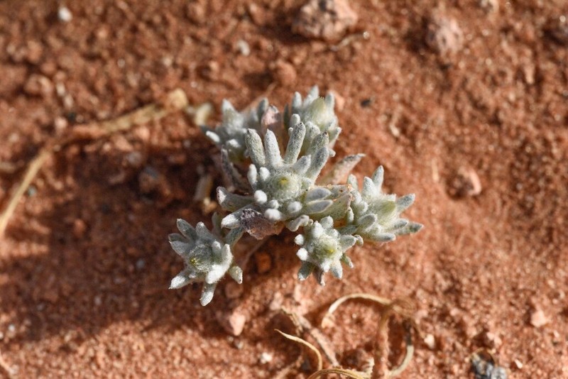 Filago sahariensis
