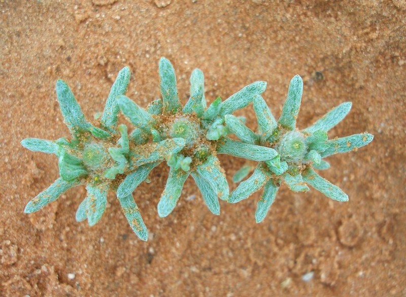 Filago sahariensis photo 2