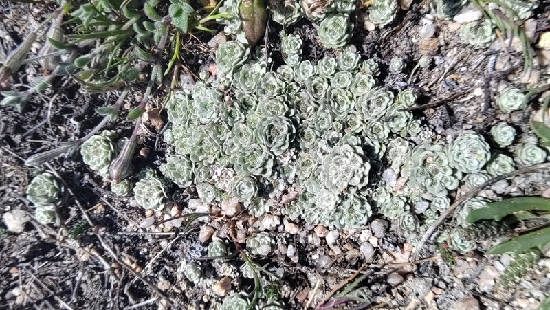 Filago tyrrhenica