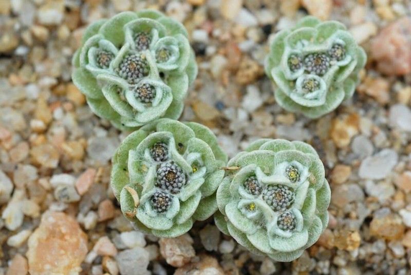 Filago tyrrhenica photo 2