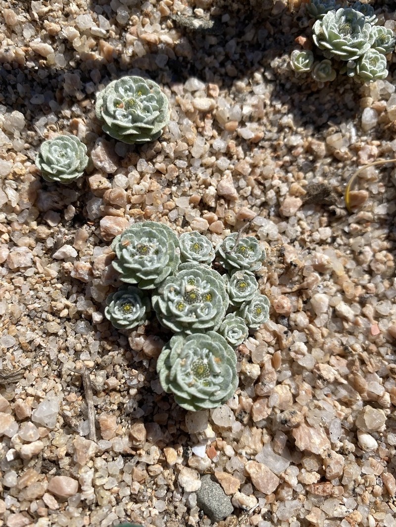 Filago tyrrhenica photo 3