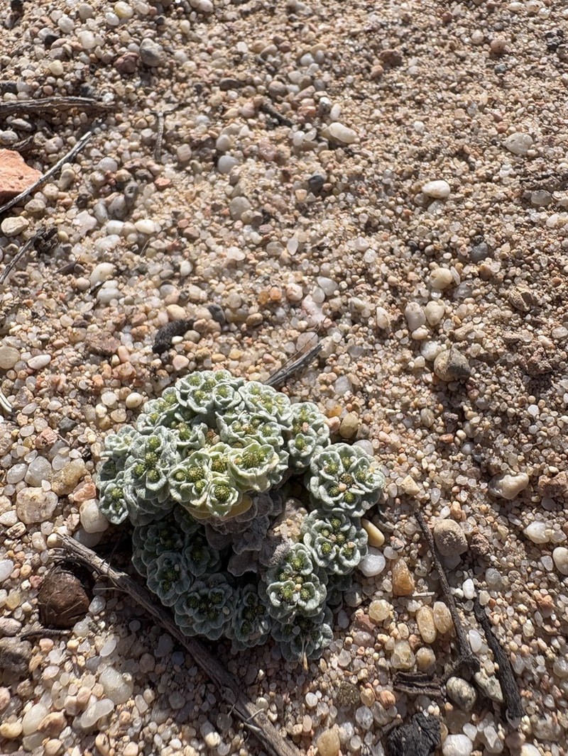 Filago tyrrhenica photo 4