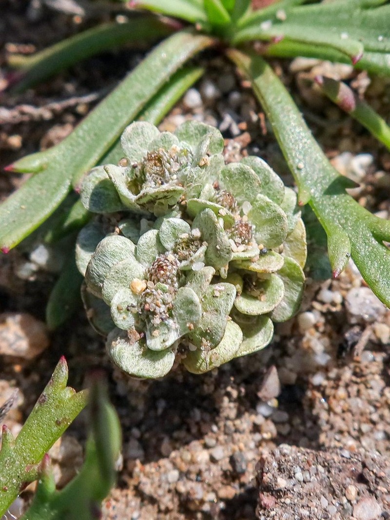 Filago tyrrhenica photo 5
