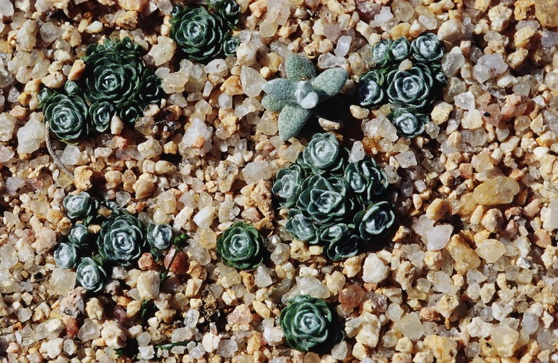 Filago tyrrhenica photo 6