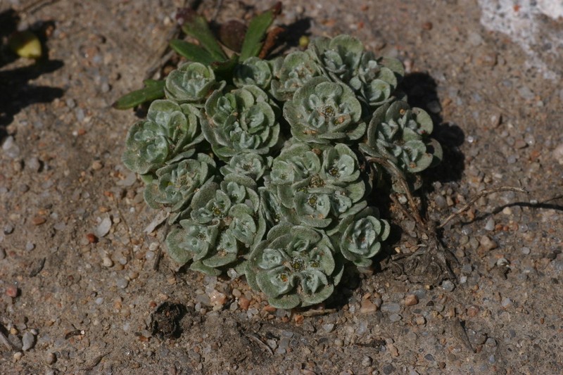 Filago tyrrhenica photo 7