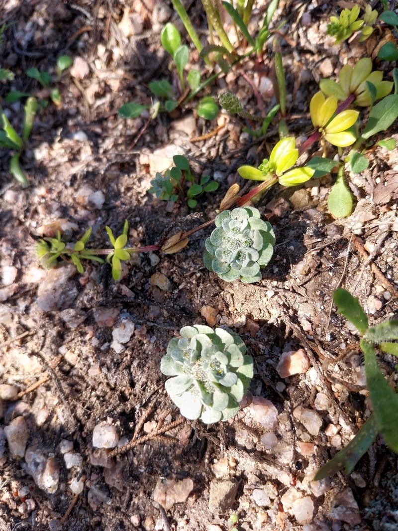 Filago tyrrhenica photo 8