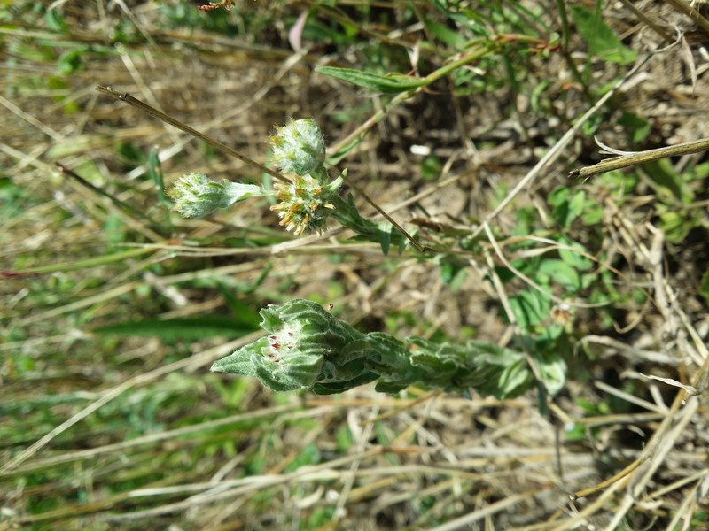 Common Cottonrose photo 4
