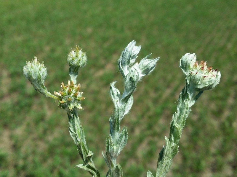 Common Cottonrose photo 5