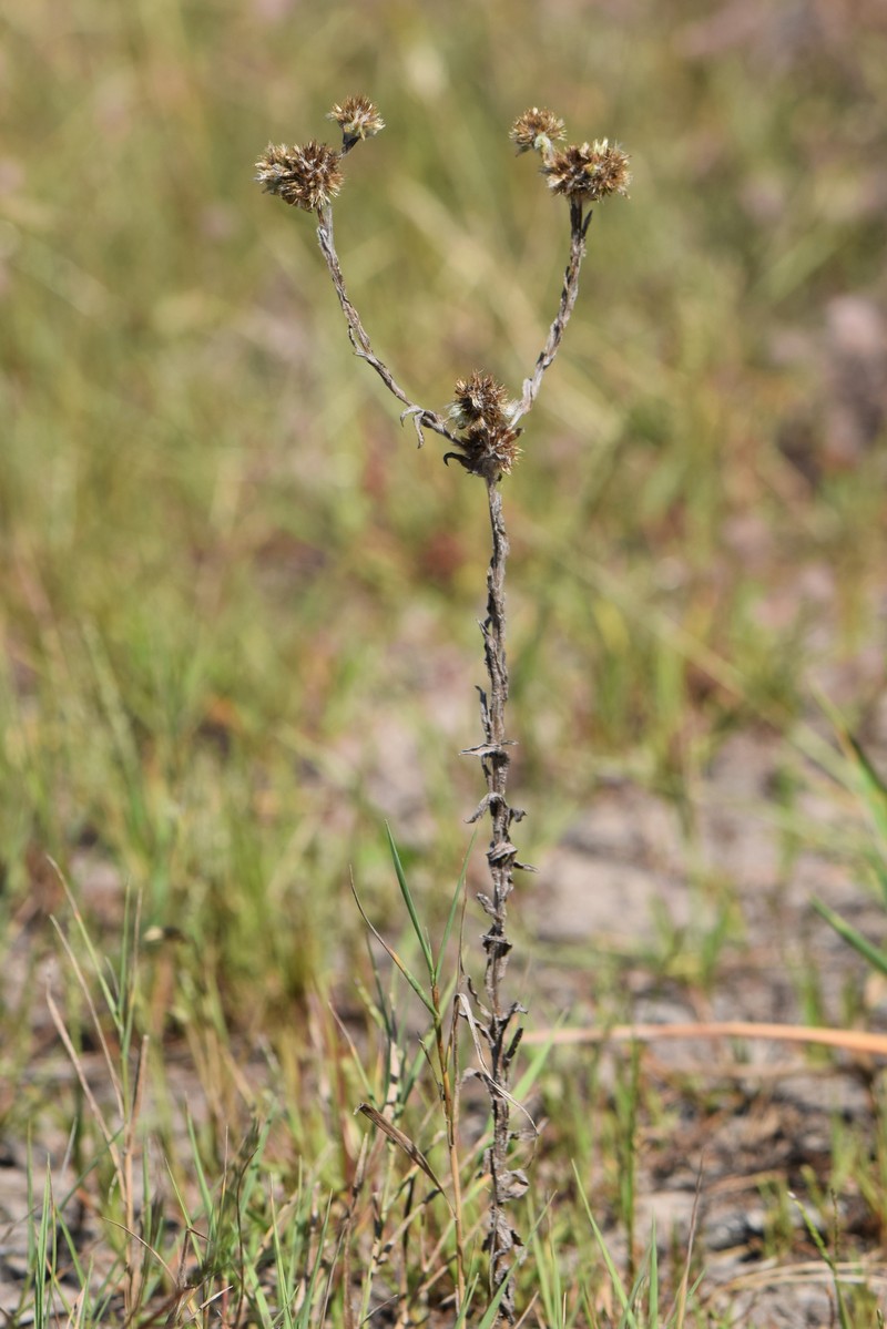 Common Cottonrose photo 2