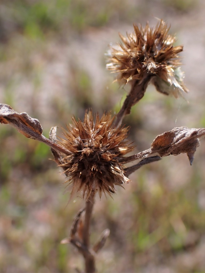 Common Cottonrose photo 3