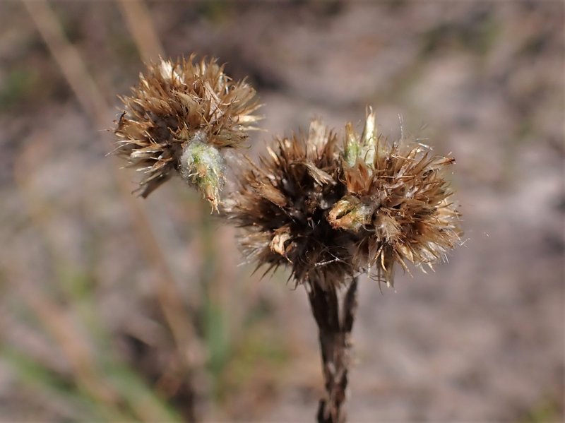 Common Cottonrose photo 6
