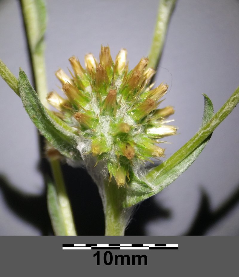 Common Cottonrose photo 7