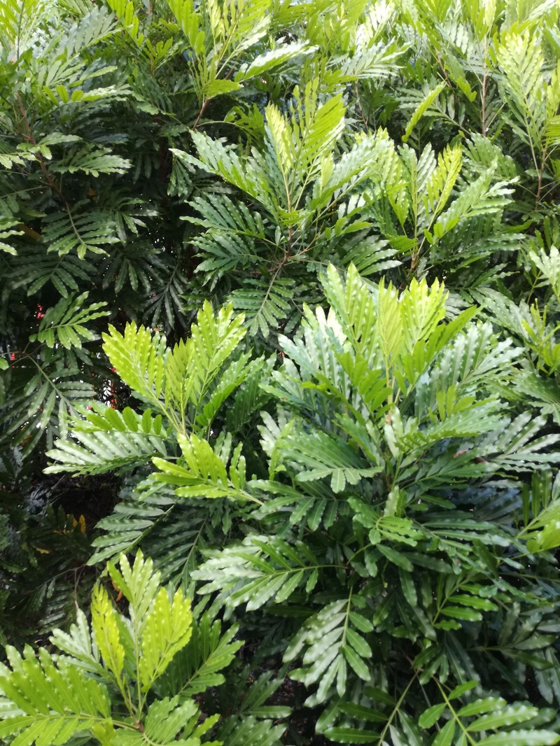 Ferntree photo 2
