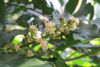 Ferntree
