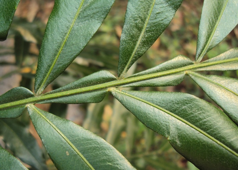 Ferntree photo 3