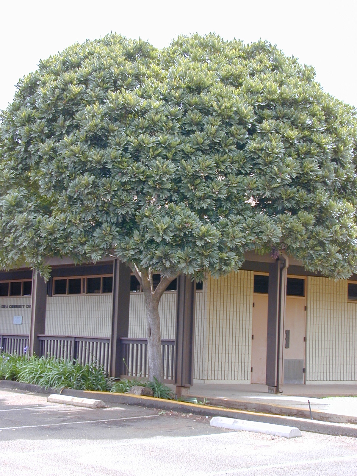 Ferntree photo 4