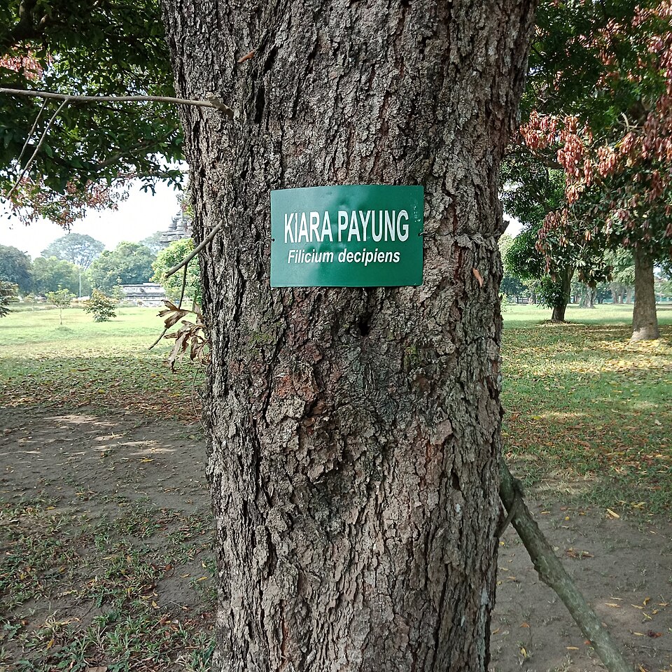 Ferntree photo 5