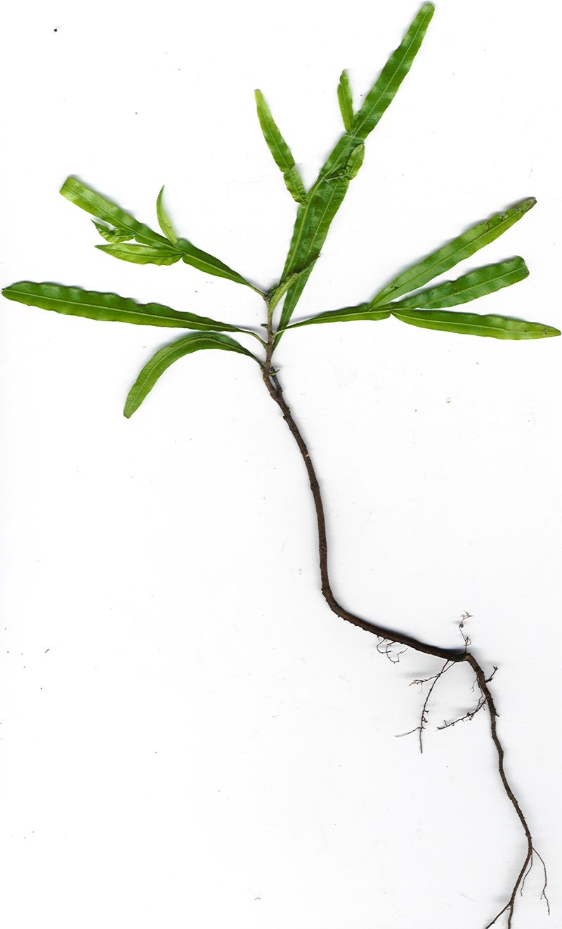 Ferntree photo 6