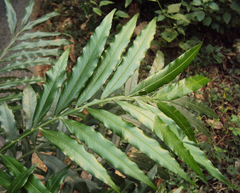 Ferntree photo 7