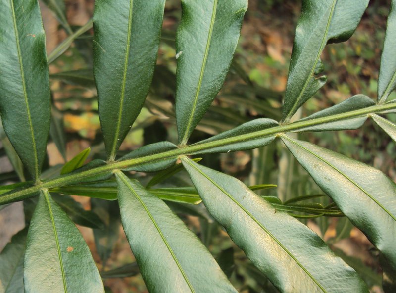 Ferntree photo 8