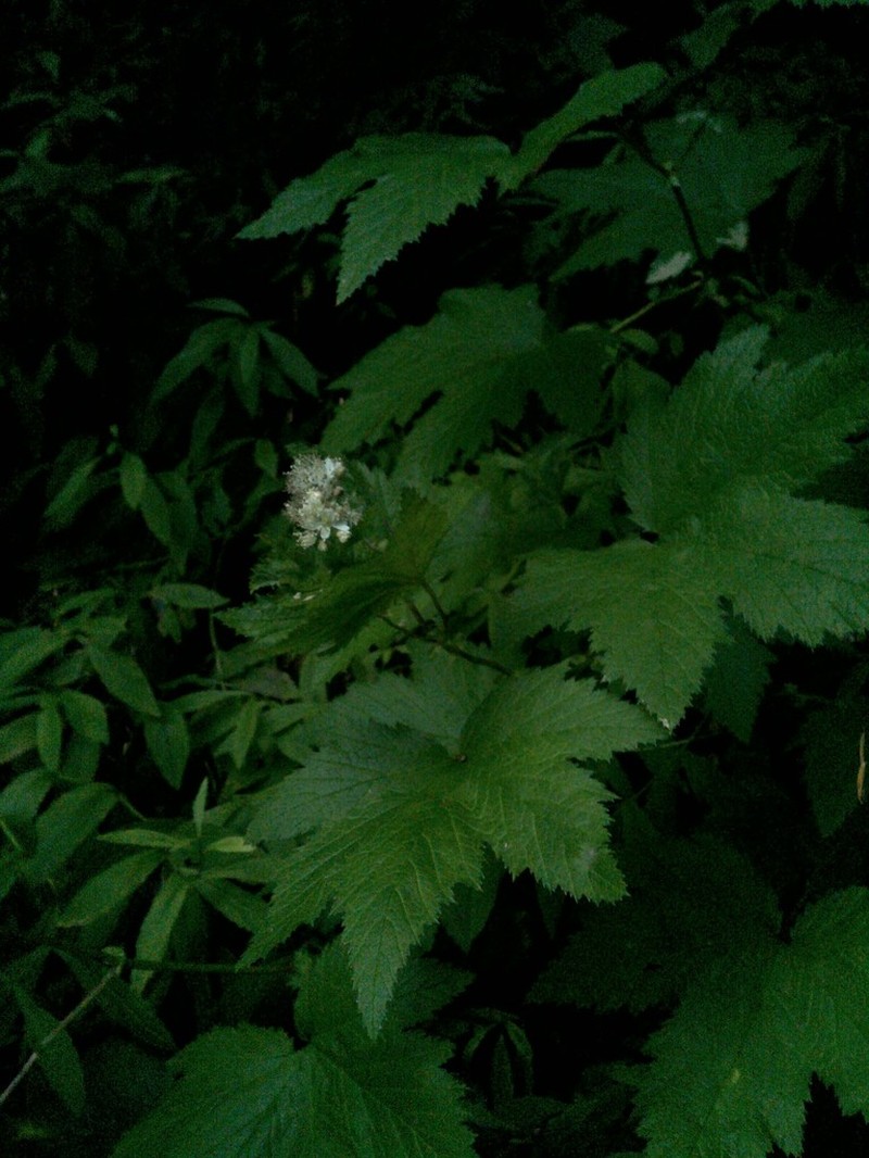 Queen Of The Forest