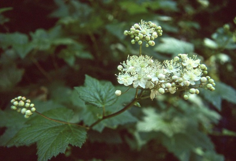 Queen Of The Forest photo 4